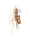Beagles  32962  icon