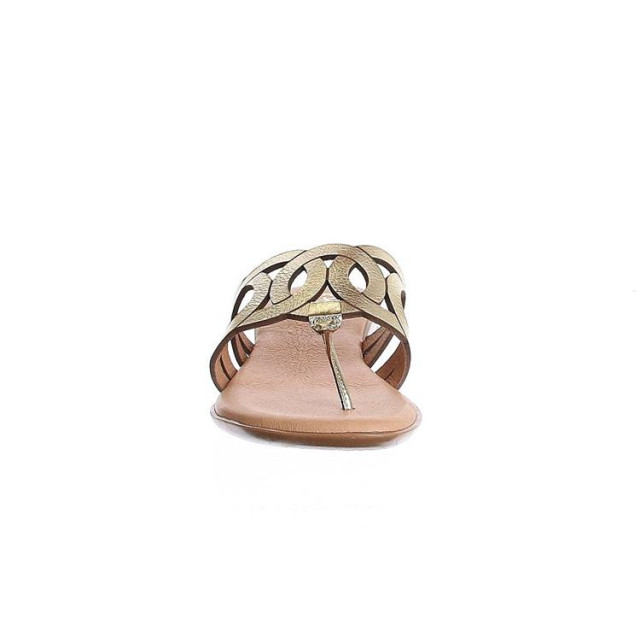 Pinaz 650 650 large