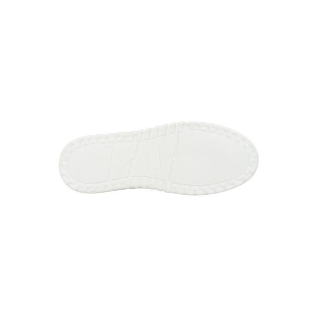 PS Poelman Anemone lpanemone-29poe5 LPANEMONE large