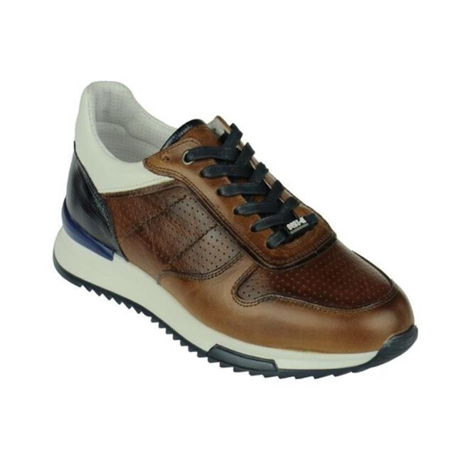 Berkelmans Oyama oyama large