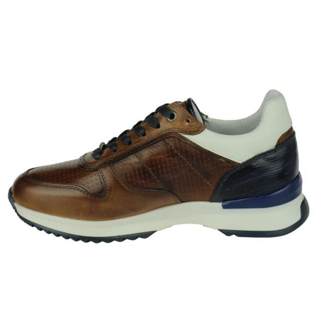 Berkelmans Oyama oyama large