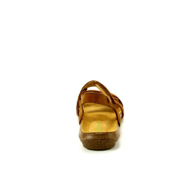 El Naturalista N5079 N5079 large