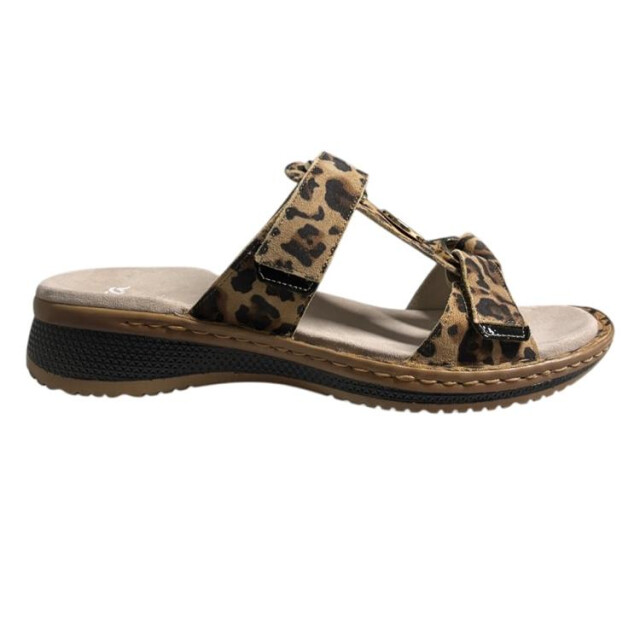 Ara 12-29003 hawaii 12-29003 Hawaii large