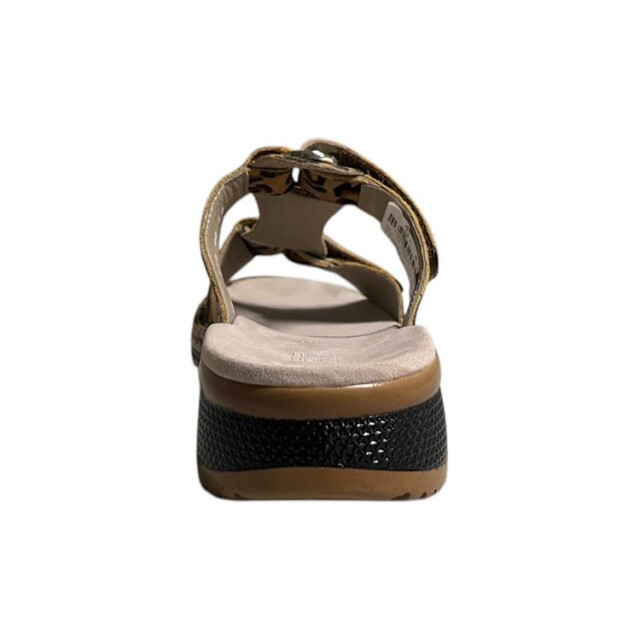 Ara 12-29003 hawaii 12-29003 Hawaii large