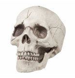 Confetti Skelet hoofd jawbone